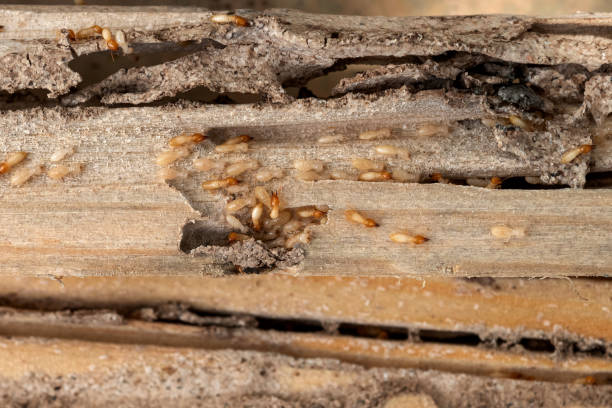 Best Rat Extermination Near Me  in Surrey, ND