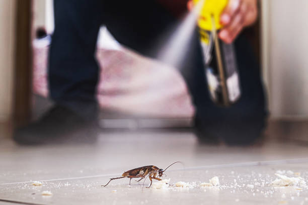 Best Flea Control Services  in Surrey, ND
